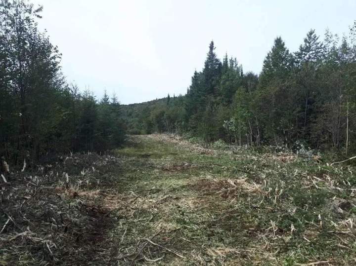 Travaux sylvicoles spécialisés Québec